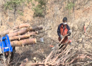 威海环翠区打响春季松材线虫病防治攻坚战 保护森林资源安全