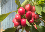 威海环翠区大棚里的樱桃红了 高端农业助力乡村振兴