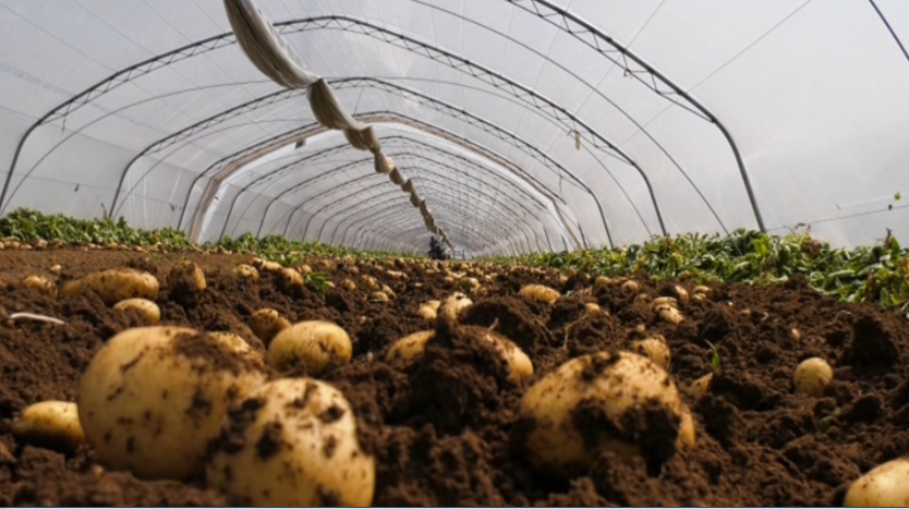 34秒丨枣庄峄城万亩土豆喜丰收，糊口“土蛋蛋”变身致富“金蛋蛋”