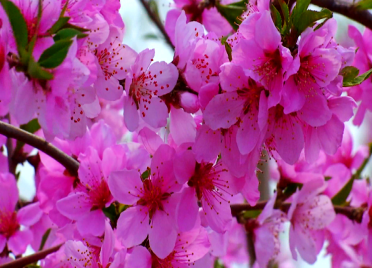 44秒丨万树迎春！潍坊这片300亩的“桃花海”盛装示人