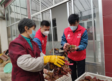 潍坊临朐700余亩红椿树遭大雪侵袭 “潍电义工”爱心接力解燃眉之急
