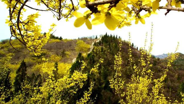 央视《朝闻天下》丨山东青州：千亩连翘花 进入盛花期