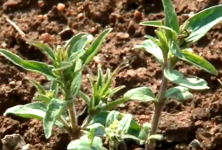 央视《晚间新闻》：山东济南多举措扶持农户发展特色种植业
