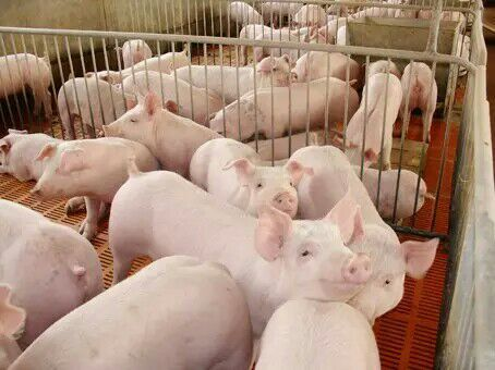 山东猪肉价格4月下旬或反弹，仍将维持较高水平