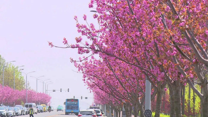33秒丨芳菲四月，樱花盛开！ 这才是五莲最美的春天