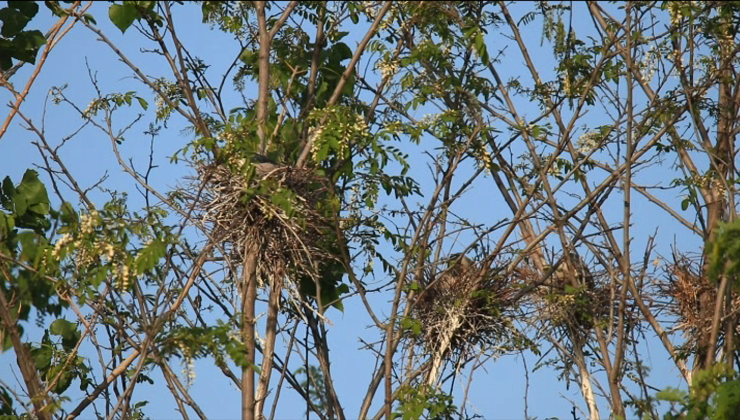 26秒丨一棵树上就住了“十多户”，上百只夜鹭在枣庄东湖公园筑巢安家