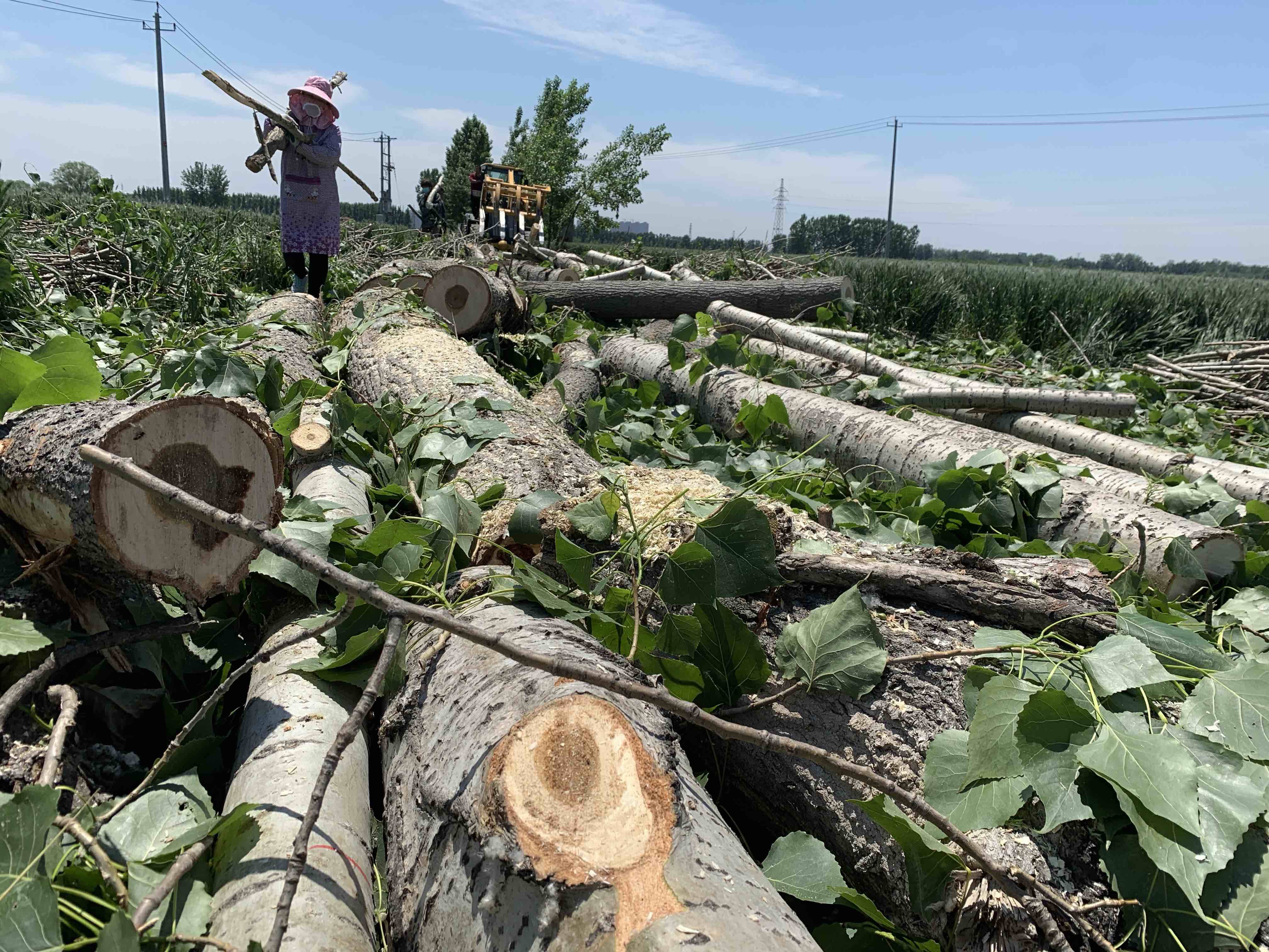 问政追踪树木障碍物影响气象观测35棵全部砍伐150棵隐患树木一并清除