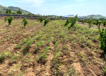 泰安岱岳区黄精种植面积达1万亩，4月份以来长势喜人