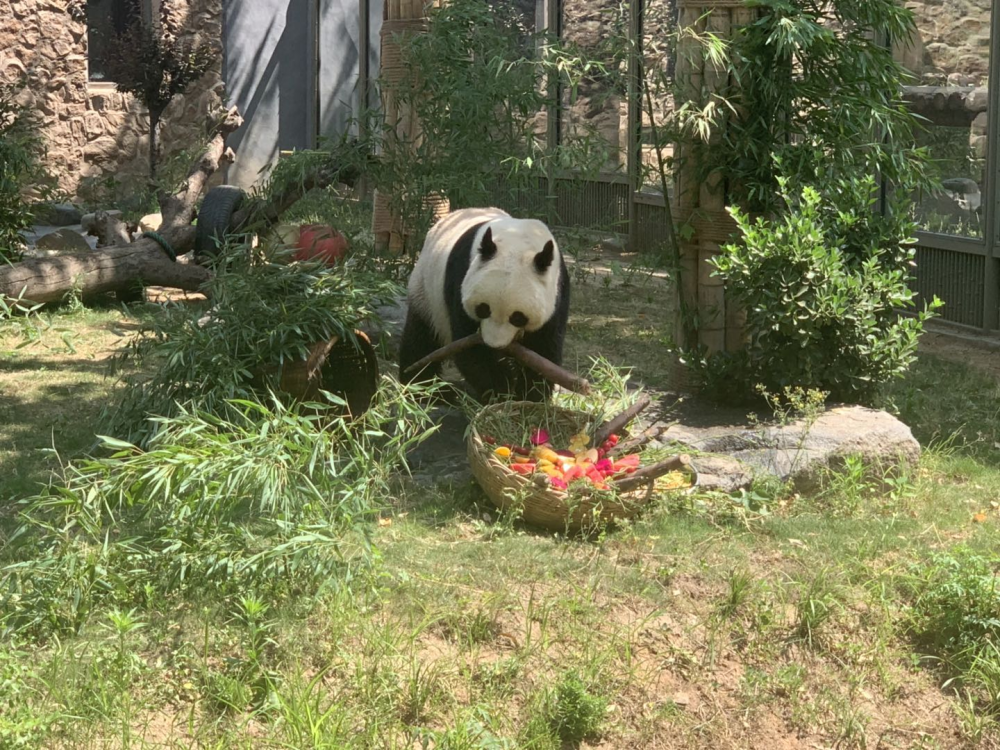 济南动物园大熊猫“雅吉”六岁啦！生日会上还有