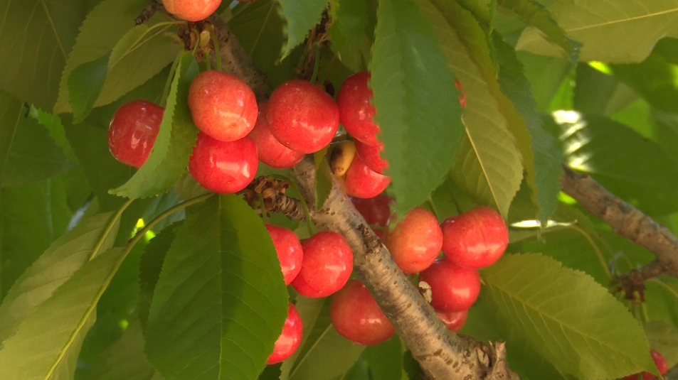 36秒｜又到一年樱桃红，枣庄滕州这个村千亩樱桃喜获丰收
