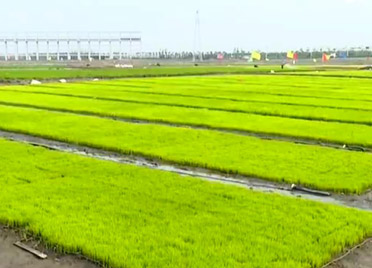 【牢记嘱托 落实“四个扎实”】全国4地联合插秧 海水稻推广面积将达10万亩