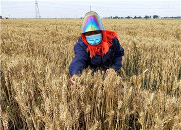 寿光63.47万亩小麦“开镰”收割 农户抢收抢种 确保颗粒归仓