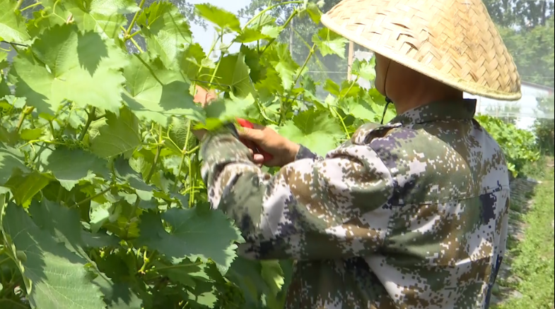 36秒|枣庄货车司机转型职业农民，分享葡萄种植技术成致富带头人