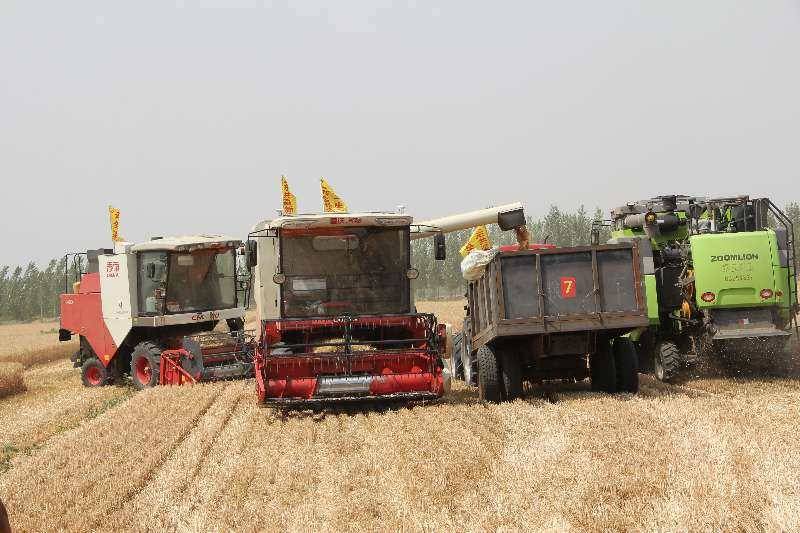 三夏快讯｜济南市小麦已收279万余亩 机收率99.4%