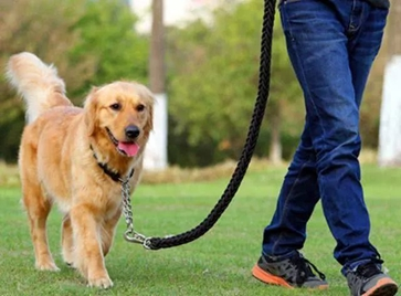 注意！《聊城市养犬管理条例》9月1日起施行！ 