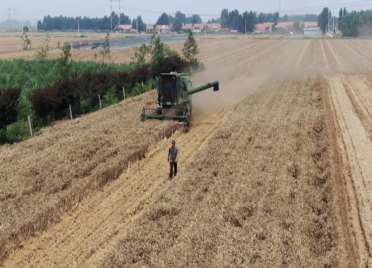 82秒丨806.69公斤！潍坊市专家实打验收冬小麦单产纪录刷新了