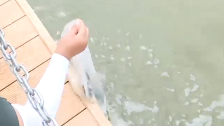 53秒丨滨州阳信县举行放鱼养水活动   100万尾小鱼“搬入”九龙湖