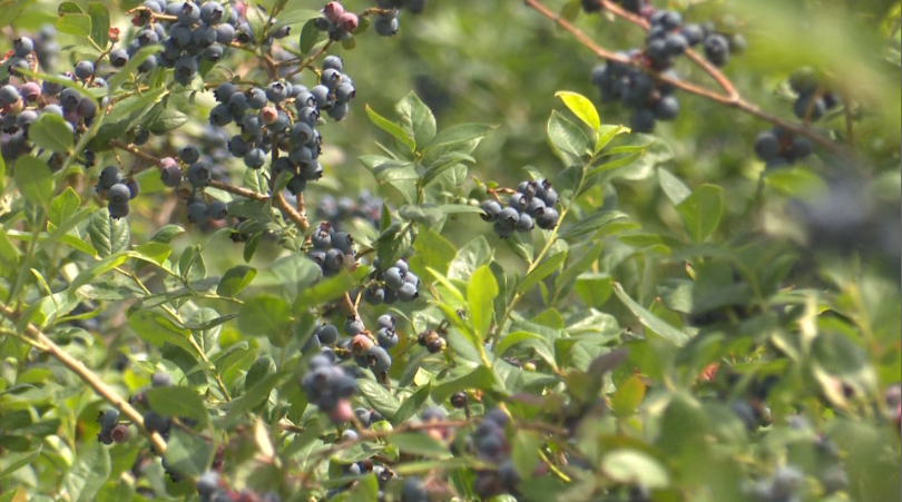 36秒|蓝莓飘香富农家！枣庄滕州的蓝莓熟了