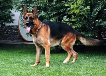 泰安查处首起违规养犬案件 一市民重点管理区内养德国牧羊犬