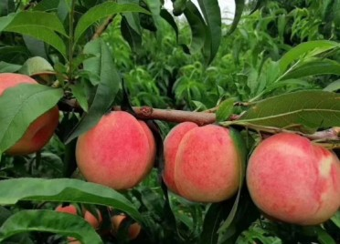 放心吃吧，肥城产的！ 种了30年肥城桃的桃农订单被“刷爆”