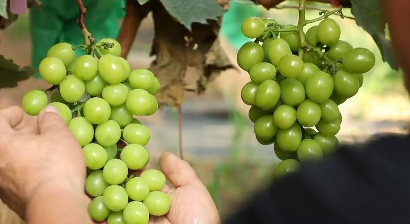 我們村不一樣 | 葡萄種植年利潤90萬...這樣的瓜果小鎮我愛了！