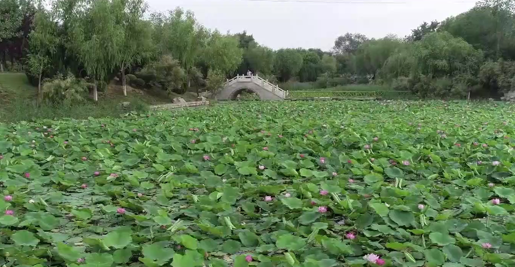Vlog丨想写生来这里！济南商中河荷花开了 不是一朵而是一池 美丽景色快来看！