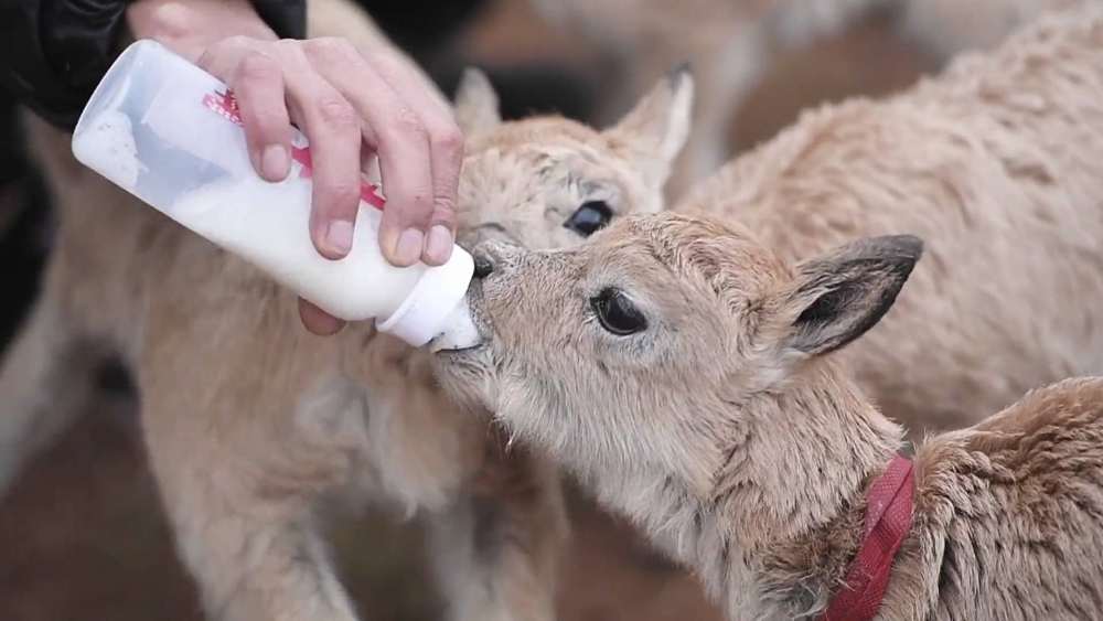可可西里11只藏羚羊幼仔得到救助 给小羊喂奶画面暖心