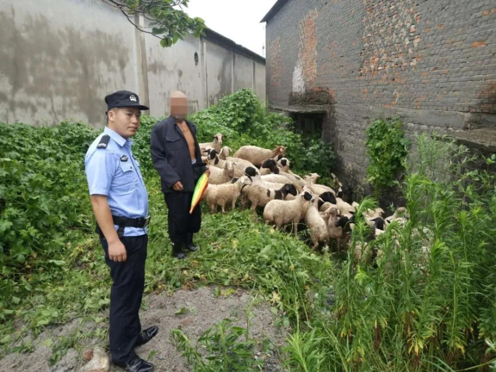 “我家42只羊丢了” 民警和农户冒雨找了5个小时
