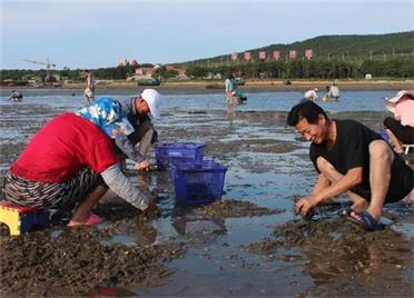 小海滩里挖出“金蛤蜊”！威海西山村创新模式 激活海洋资源