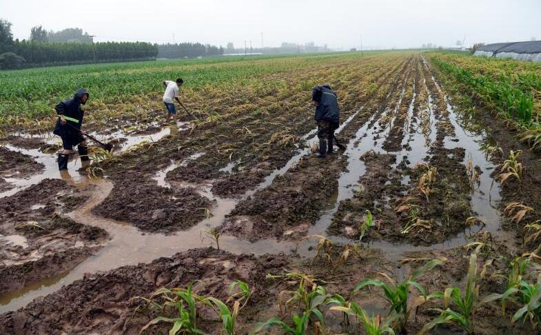 持续降雨农田被淹 临沂郯城积极行动防汛排水保丰收