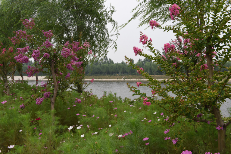 生态美景绕古城 济宁市兖州区泗河景观带扮靓绿色生活