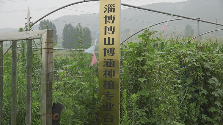 问政追踪 | “把高压线接到园区来” 淄博博山区两家农业种植合作社一个月后通电！