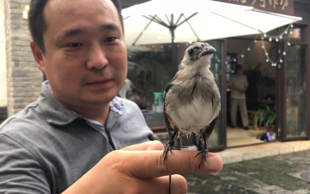 济南核雕手艺人化身“鸟妈妈”能和鸟“对话” 3个月救助20余只野生鸟