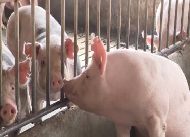 55秒丨冲凉水澡、吹空调……德州养殖场的猪猪们这样度过高温天气