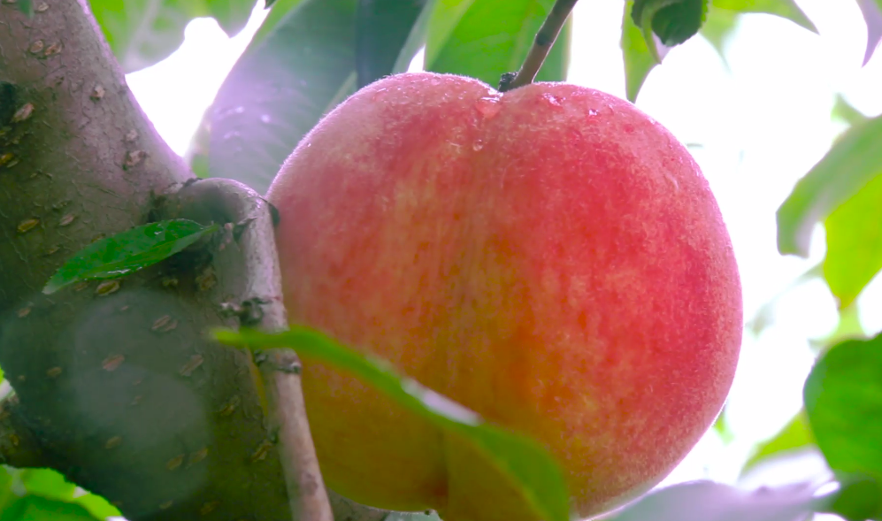 33秒丨吃货福利！济南钢城区20多个品种的桃子等你来品尝