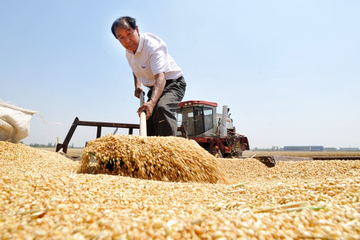 权威发布｜山东粮食商品库存725万吨 可满足全省城乡居民一年口粮