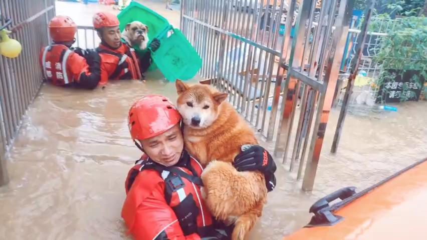 午fun丨感谢消防员叔叔救我狗命暴雨中消防员又背又抱暖心解救宠物