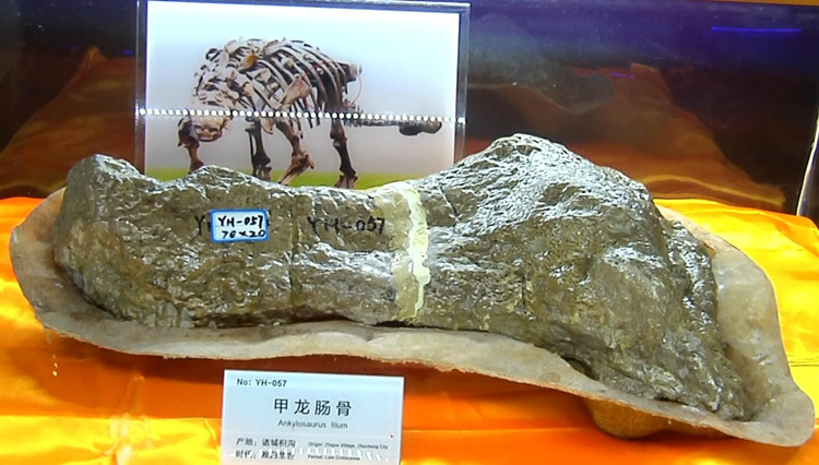 诸城恐龙化石家族添新属种 现已正式命名“诸城中国甲龙”