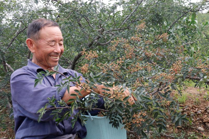 济南市钢城区这个村年产花椒20万斤 巧拓“靠山吃山”致富路