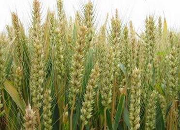 山东2020年冬小麦适宜始播期接近常年略偏晚 可适当晚收夏玉米