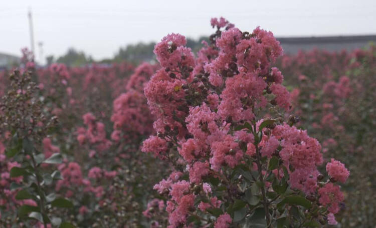 34秒|潍坊安丘：千亩紫薇花开 芳菲满园