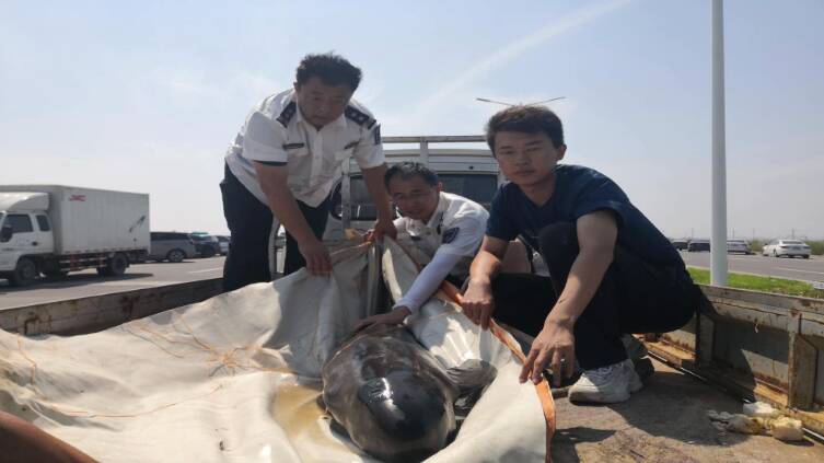 41秒丨东营市海洋和渔业监督监察支队成功救助国家二级保护动物江豚