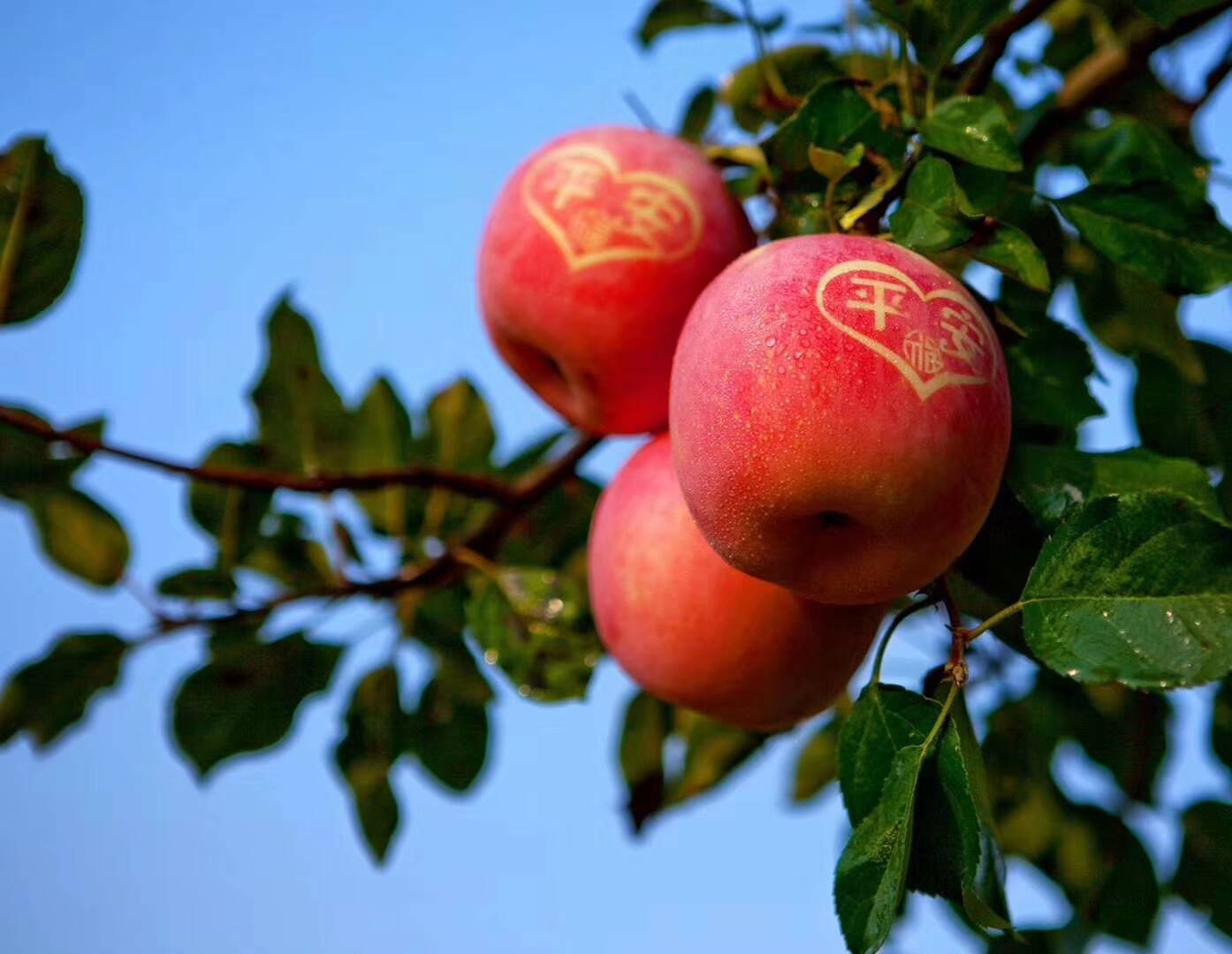 烟台苹果连续12年蝉联中国果业第一品牌
