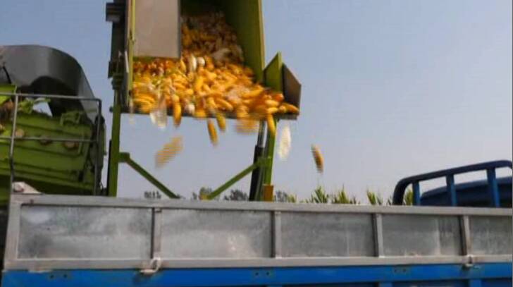 44秒｜每年这时候总是满地金黄！枣庄市峄城区山地玉米喜开镰