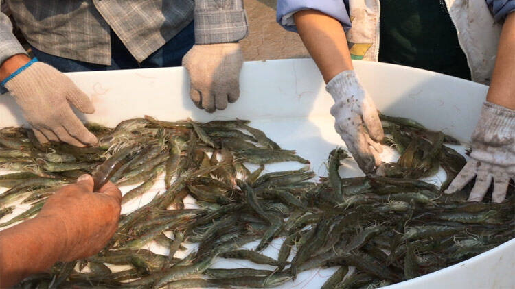 46秒丨天然饵料 大塘散养成就了风味独特、品质上乘的滨州“脊岭岛”盐田虾
