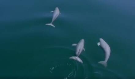 微视频丨海中有邻！追着“江豚冢”的足迹保护大海的“微笑天使”