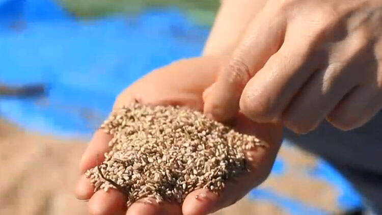 45秒丨濱州無棣：耐鹽堿芝麻收獲 首次用上收割機