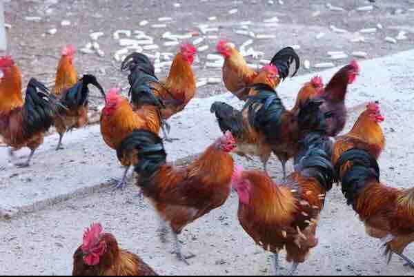 农家乐假期每天炖30多只鸡 感受济南人的“吃鸡”热情