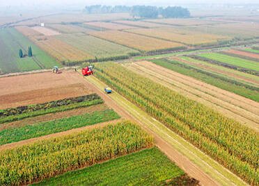 收获玉米468.1万亩、播种小麦143.2万亩 德州市秋收秋种全面展开