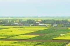 发展节水型农业！济南调整种植结构 推广微滴灌、水肥一体化